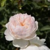 A pink flower is sitting on a stem in a garden. The flower is surrounded by other flowers, creating a beautiful and colorful scene.
