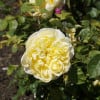 A yellow flower with a green stem is growing in a garden.