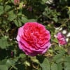 A single pink flower is sitting on a branch in a garden. The flower is surrounded by other flowers, creating a beautiful and colorful scene.