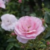 A pink flower with a white center is sitting on top of a green bush. The flower is surrounded by other green leaves, creating a beautiful and vibrant scene.