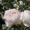 Two pink flowers are sitting on a branch, with one being larger and the other smaller. The larger flower is located towards the left side of the branch, while the smaller flower is on the right side. The flowers are surrounded by green leaves, creating a beautiful and natural scene.