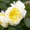 A yellow and white flower with a yellow center is sitting on a green leaf.