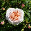 A single white rose with a pink center is sitting on a branch.