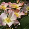 A cluster of pink flowers with yellow centers are blooming on a branch. The flowers are in various stages of blooming, with some appearing more open than others. The branch is surrounded by green leaves, creating a vibrant and lively scene.