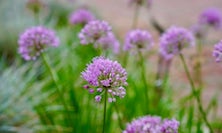 View Purple Allium