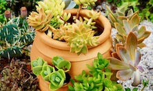 View Pot full of succulents