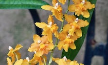 View Image 10
