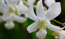 View White Orchids