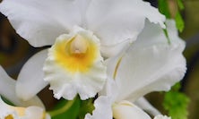 View White Orchid