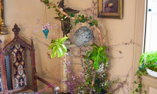 View Sitting Room - Firecracker Flower