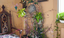 View Sitting Room - Firecracker Flower