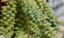 View img-0020.jpg