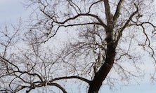 View A Nice Tree