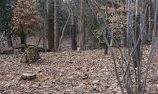 View FOREST (for a thousand years…) by Janet Cardiff & George Bures Miller