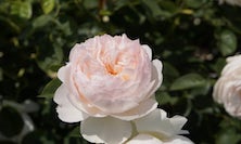View Lady Bank's Rose