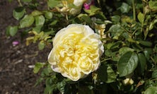 View Lady Bank's Rose