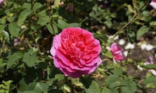 View Damask Rose