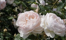 View Wichura's rose