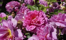 View French Rose