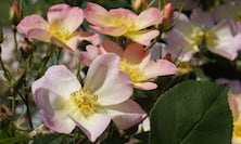 View Red-leaved Rose