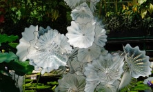 View White Chihuly Flowers